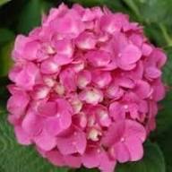 Rosa Hortensien Blumensamen – Alte Sorte, gentechnikfrei, hohe Keimfähigkeit, Bio-Gartensamen zum Pflanzen