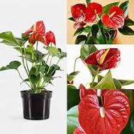 Red Andraeanum Flower Seeds for Planting Heirloom Non-GMO High Germination Organic Garden Seeds