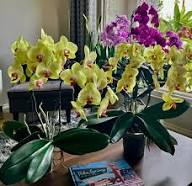 Yellow Orchids Flower Seeds – Heirloom, Non-GMO, High Germination Organic Garden Seeds
