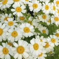 Pyrethrum Cinerariifolium Flower Seeds Heirloom Non-GMO High Germination Organic Garden Seeds for Planting