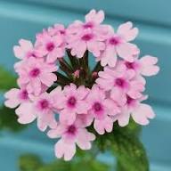 Verbena Flower Seeds White Pink – Heirloom, Non-GMO, High Germination Organic Seeds