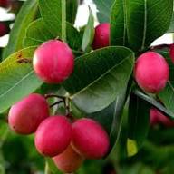 Red Carissa Seeds Heirloom Non-GMO High Germination Organic Garden Seeds for Planting