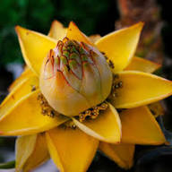 Yellow Lasiocarpa Flower Seeds – Heirloom Non-GMO High Germination Organic Seeds