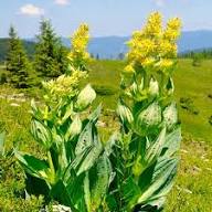 Yellow Gentiana Flower Seeds Heirloom Non-GMO High Germination Organic Garden Seeds for Planting