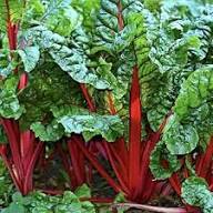 Mixed Chard Lucullus Vegetable Seeds Heirloom Non-GMO High Germination Organic Garden Seeds for Planting
