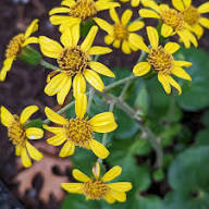 Yellow Farfugium Flower Seeds – Heirloom Non-GMO High Germination Organic Seeds