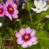 Red White Cosmos Flower Seeds Heirloom Non-GMO High Germination Organic Garden Seeds for Planting