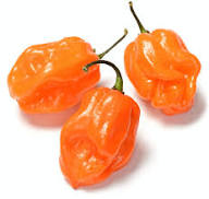 Orange Peach Pepper Vegetables Seeds – Heirloom, Non-GMO, High Germination Organic Garden Seeds Planting