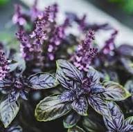 Purple Opal Basil Plant Seeds Heirloom Non-GMO High Germination Organic Garden Seeds for Planting