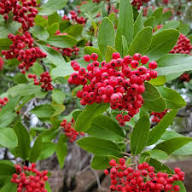 Red Heteromeles Seeds – Heirloom, Non-GMO, High Germination Organic Garden Seeds for Planting