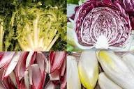Mixed Radicchio Seeds – Heirloom, Non-GMO, High Germination Organic Garden Seeds Planting