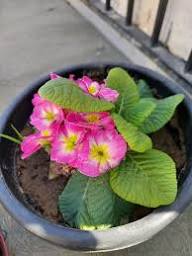 Semillas de flores de prímula rosa – Cimarrón, sin OMG, semillas de jardín orgánicas de alta germinación para plantar