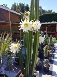 Trichocereus Flower Seeds – Heirloom, Non-GMO, High Germination Organic Seeds