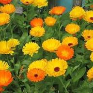 Calendula Flower Seeds Perennial – Heirloom, Non-GMO, High Germination Seeds