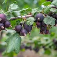 Jostaberry Seeds Heirloom Non-GMO High Germination Organic Garden Seeds for Planting
