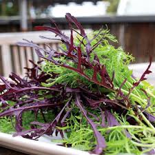 Lime Streaks herb seeds