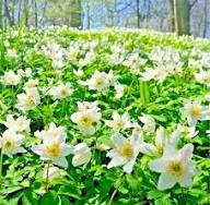 Weiße Anemonenblumensamen – Alte Sorte, gentechnikfrei, hochkeimfähig, Bio-Gartensamen zum Pflanzen
