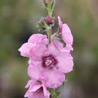 Semillas de Verbascum Rosa Rosetta para Plantar – Variedad Antigua, No OGM, Alta Germinación