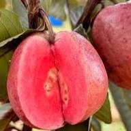 Red Guava Seeds – Heirloom, Non-GMO, High Germination Organic Garden Seeds for Planting