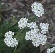 White Yarrow Flower Seeds – Heirloom Non-GMO High Germination Organic Garden Seeds