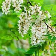 Sophora Flower Seeds for Planting – Heirloom, Non-GMO, High Germination Organic Garden Seeds