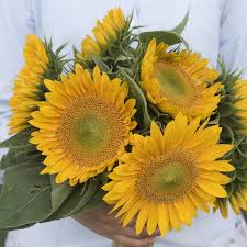 sunrich gold flower seeds