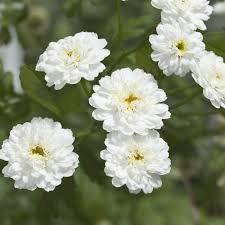 Weiße Schafgarbe Ballerina Blumensamen – Alte Sorte, gentechnikfrei, hohe Keimfähigkeit, Bio-Gartensamen zum Pflanzen