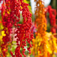 Quinoa Flower Seeds Heirloom Non-GMO High Germination Organic Garden Seeds for Planting