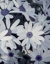 Senetti Pericallis White Flower Seeds for Planting – Heirloom, Non-GMO, High Germination Organic Garden Seeds