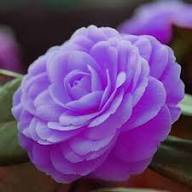 Dark Purple Camellia Flower Seeds Heirloom Non-GMO High Germination Organic Garden Seeds for Planting
