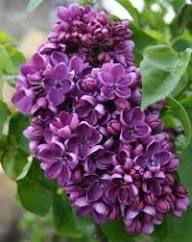 Violet Lilac Flower Seeds Heirloom Non-GMO High Germination Organic Garden Seeds