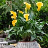 Yellow Aethiopica Calla Lilly Flower Seeds – Heirloom, Non-GMO, High Germination