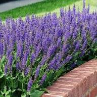 Salvia Azurea Flower Seeds – Heirloom Non-GMO High Germination Organic Garden Seeds