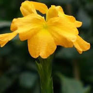 Yellow Crossandra Flower Seeds – Heirloom, Non-GMO, High Germination Organic Garden Seeds