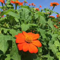 Tithonia Torch Flower Seeds – Heirloom, Non-GMO, High Germination Organic Seeds