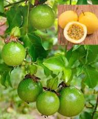 Green Granadilla Seeds for Planting – Heirloom Non-GMO High Germination Organic Garden Seeds
