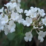 White Lantana Flower Seeds Heirloom Non-GMO High Germination Organic Garden Seeds for Planting