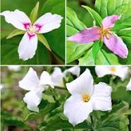 Pink Trillium Rivale Flower Seeds Heirloom Non-GMO High Germination Organic Garden Seeds for Planting