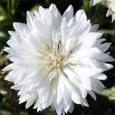 Weiße Centaurea Cyanus Blumensamen – Alte Sorte, gentechnikfrei, hohe Keimrate, Bio-Gartensamen zum Pflanzen