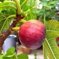 Mixed Carica Fruit Seeds – Heirloom, Non-GMO, High Germination Organic Garden Seeds