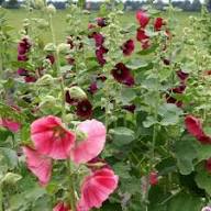 Zebrina Mini Hollyhock Flower Seeds – Heirloom Non-GMO High Germination Organic Garden Seeds