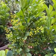 Yellow Aglaia Flower Seeds – Heirloom, Non-GMO, High Germination