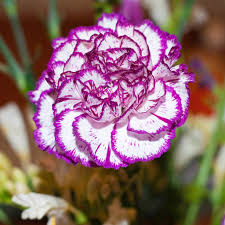 Purple White Chianti Dianthus Flower Seeds – Heirloom, Non-GMO, High Germination Organic Garden Seeds for Planting