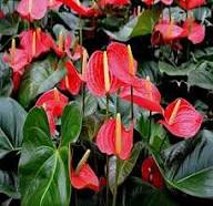 Red Andraeanum Flower Seeds for Planting Heirloom Non-GMO High Germination Organic Garden Seeds