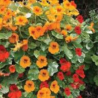 Red Tropaeolum Flower Seeds Heirloom Non-GMO High Germination Organic Garden Seeds for Planting