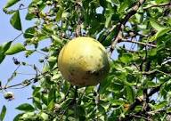 Aegle Marmelos Baelbaum Samen Erbstück gentechnikfrei hohe Keimfähigkeit Bio Garten Samen zum Pflanzen