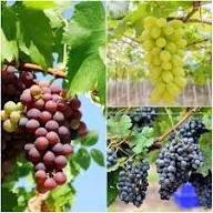 Mixed Grape Fruit Seeds – Heirloom, Non-GMO, High Germination Organic Garden Seeds for Planting