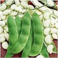 Lima Bean Seeds – Heirloom Non-GMO High Germination Organic Garden Seeds for Planting