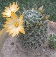Yellow Melocactus Flower Seeds – Heirloom, Non-GMO, High Germination Organic Seeds