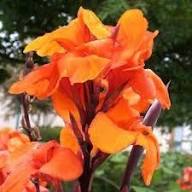 Orange Canna Lilly Flower Seeds – Heirloom, Non-GMO, High Germination Organic Garden Seeds